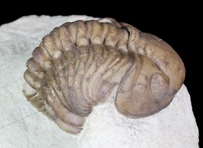 Bargain, Lochovella (Reedops) Trilobite - Oklahoma #92748